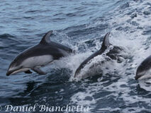 a dolphin swimming in a body of water