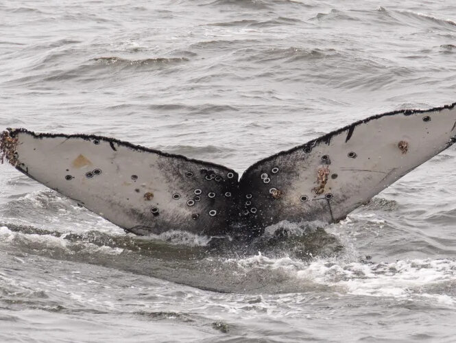 a man on a surf board on a body of water