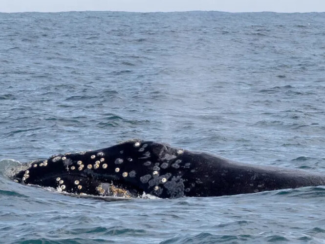 a whale swimming in a body of water