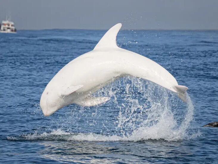 an animal swimming in the water