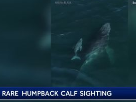 graphical user interface, website