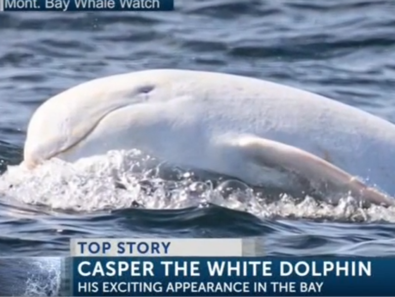 an animal swimming in the water