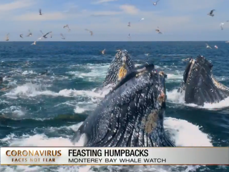 a bird flying over a body of water