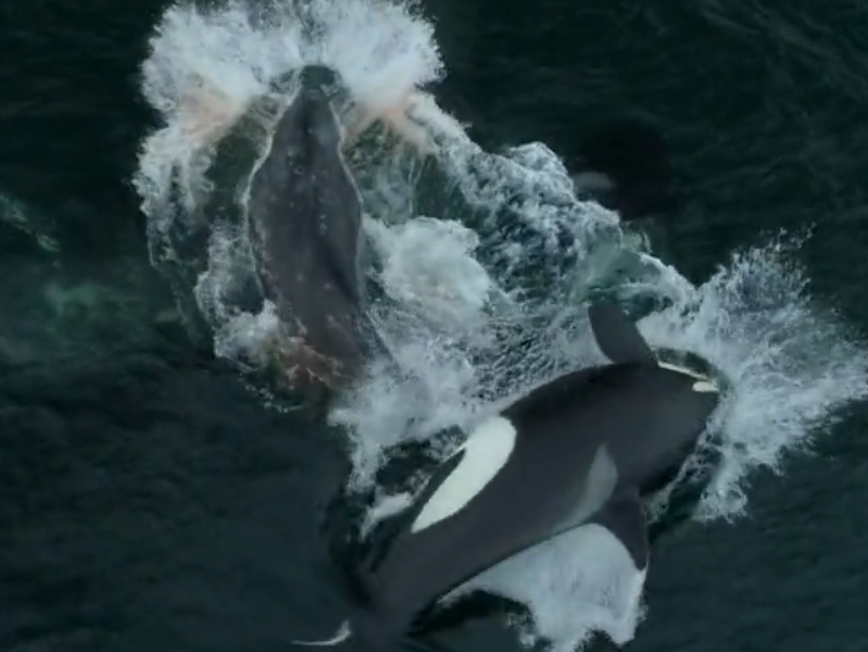 a bird swimming in water