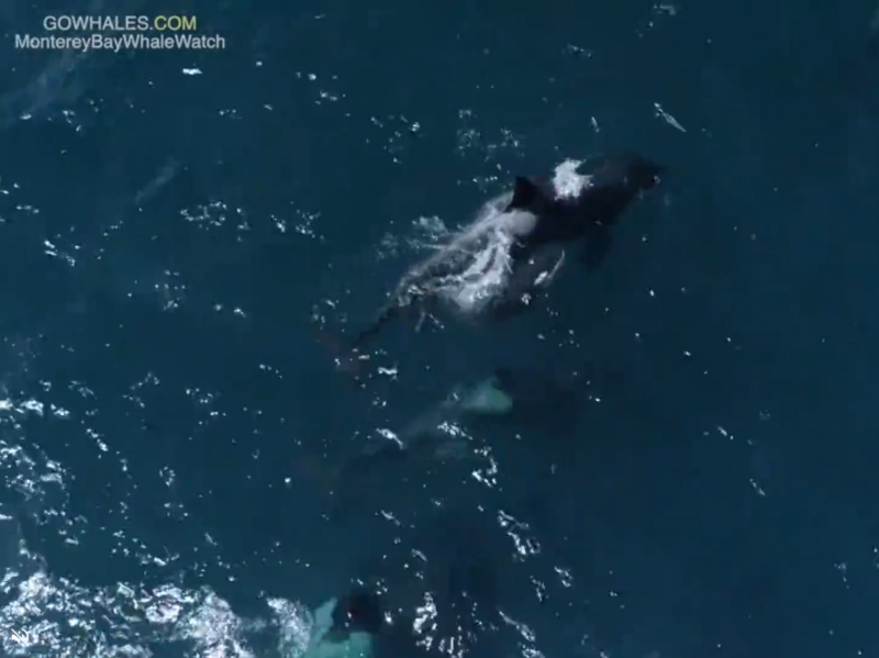 a fish swimming under water