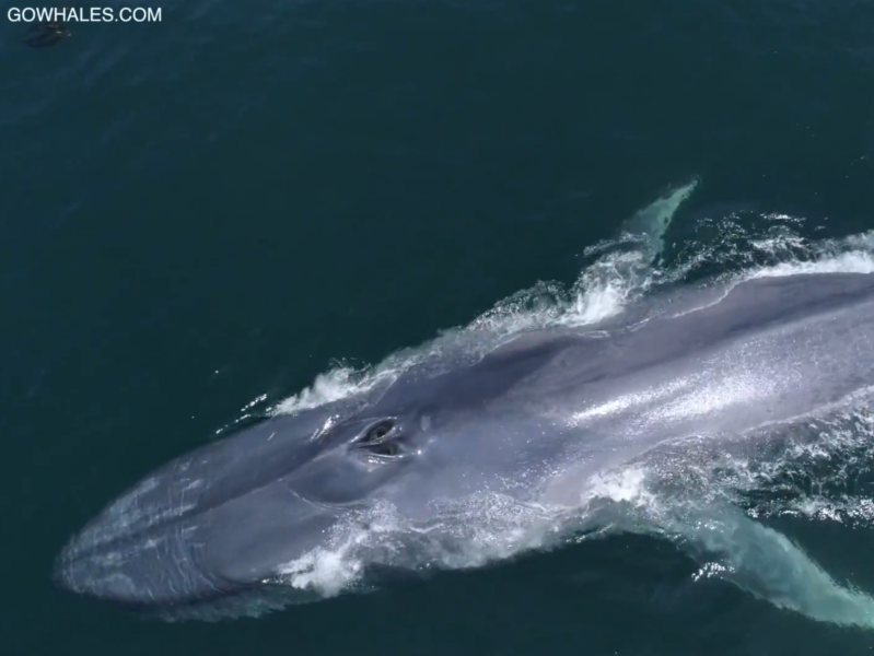 a man riding a wave on top of a body of water