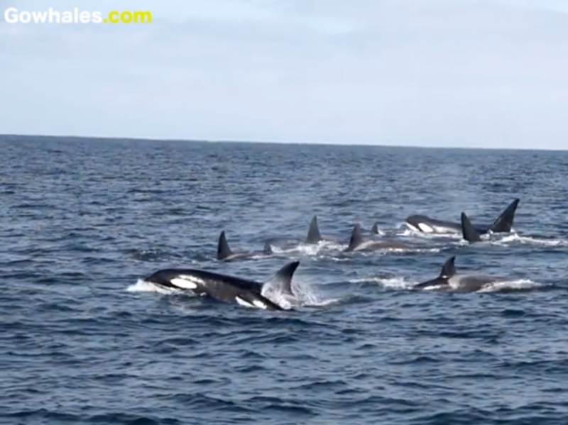 a whale swimming in a body of water