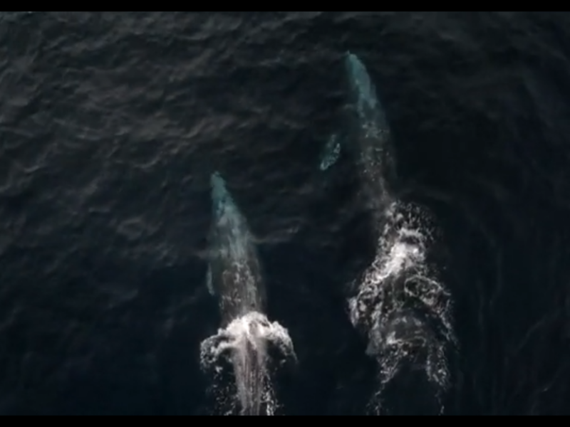 a close up of an animal