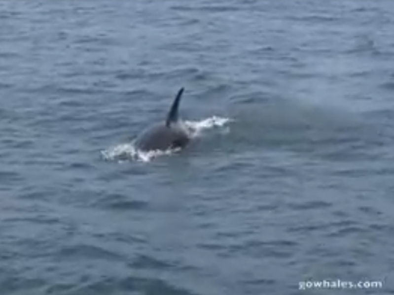 a dog swimming in a body of water