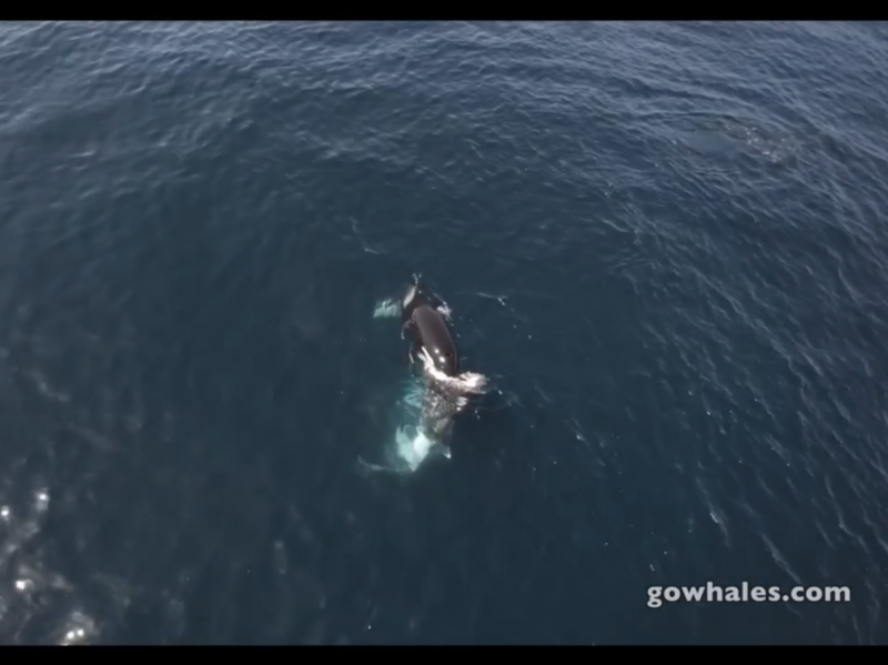 a man swimming in the water
