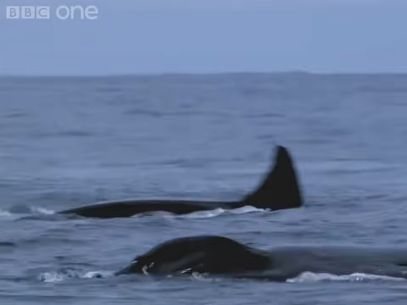 an animal swimming in the ocean