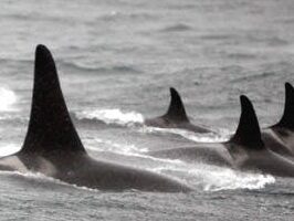 a dolphin jumping out of the water