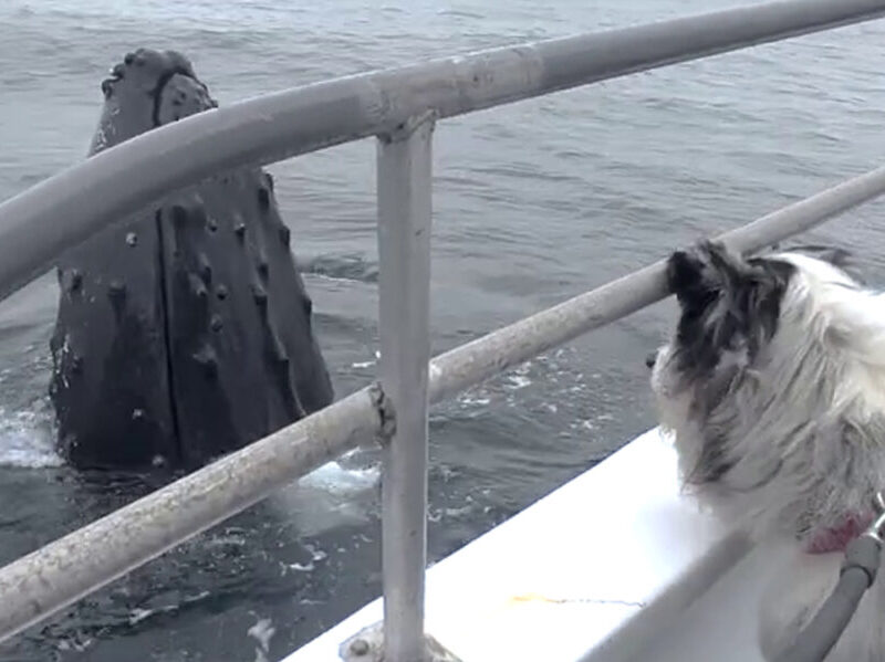a dog hanging out of the water