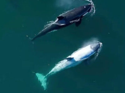 Frosty the white orca swimming in California's Monterey Bay.