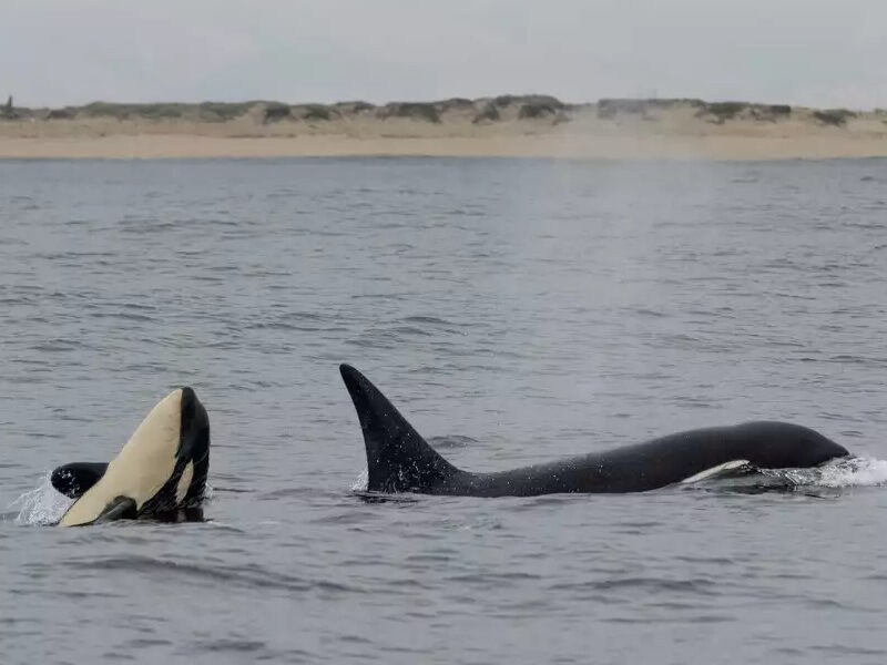 a dolphin swimming in a body of water