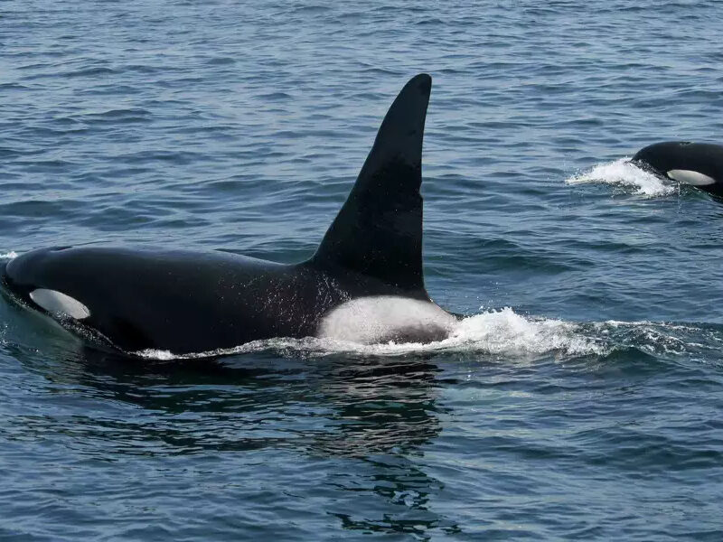a dolphin jumping out of a body of water