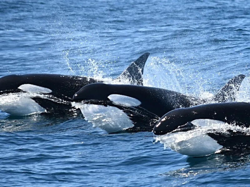 a man riding a wave on a surfboard in the water