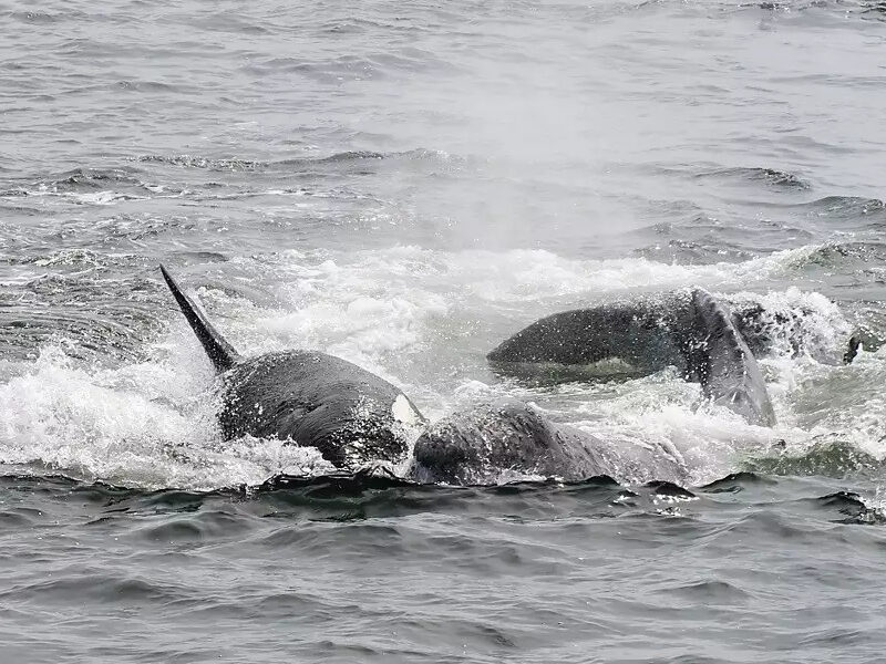 a person riding a wave on a surfboard in the ocean