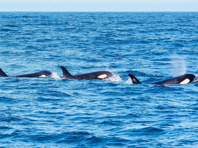 a bird swimming in water next to the ocean