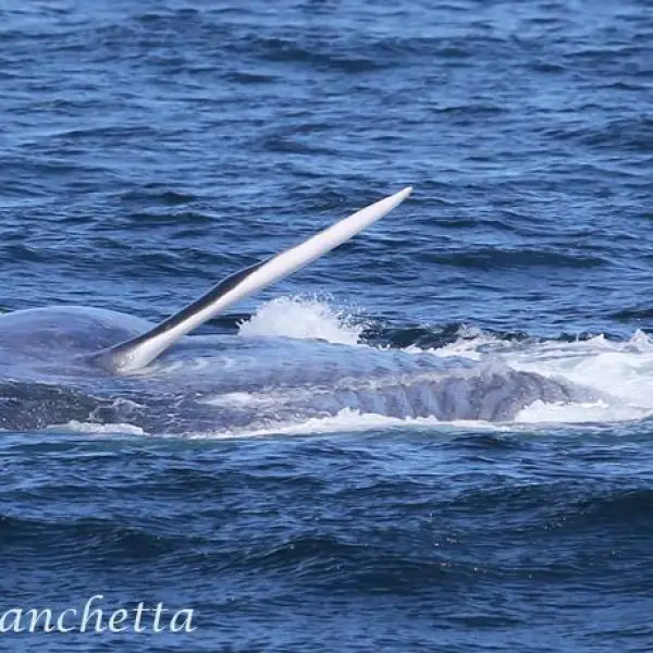 a whale jumping out of the water
