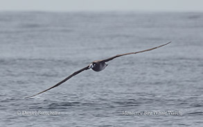 a bird in a body of water