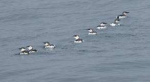 a flock of seagulls standing next to a body of water