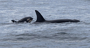 a dog swimming in a body of water