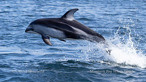 a dolphin jumping out of the water