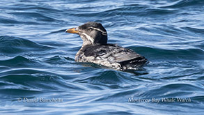 a bird swimming in water
