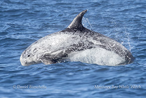 an animal swimming in the water