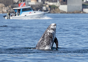 a whale jumping out of the water