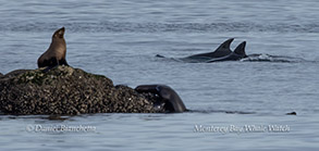 a bird swimming in water next to the ocean