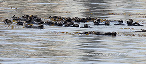 a flock of seagulls are swimming in the water