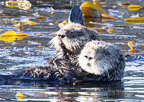 a bird swimming in water