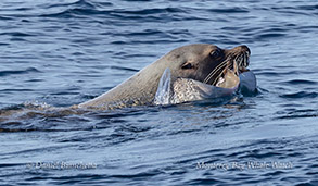 a seal swimming in a body of water