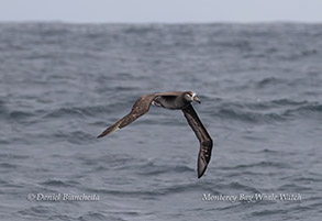 a bird flying over a body of water