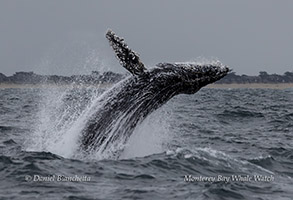 Breaching Humpback Whale (April 4, 2024)