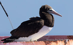 Brown Booby (April 2, 2024)