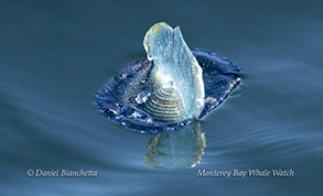 By-the-Wind Sailor (Velella velella - April 6, 2024)