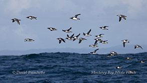 a flock of seagulls flying over a body of water