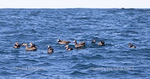 a group of people swimming in a body of water