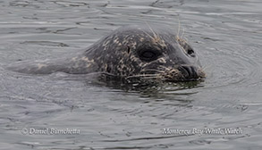 a seal swimming in a body of water