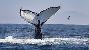 a whale jumping out of the water