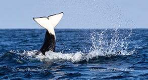 Killer Whale flukes (April 2, 2024)