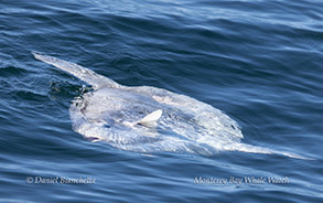 Mola Mola (Ocean Sunfish - April 8, 2024)