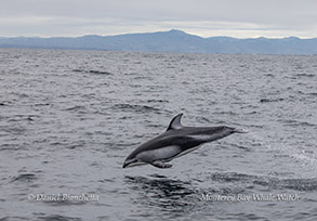 a bird flying over a body of water