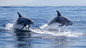 Risso's Dolphins (April 1, 2024)