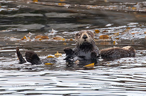 a bird swimming in water