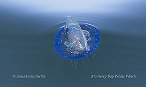 Velella Velella (By-the-Wind Sailor - March 17, 2024)