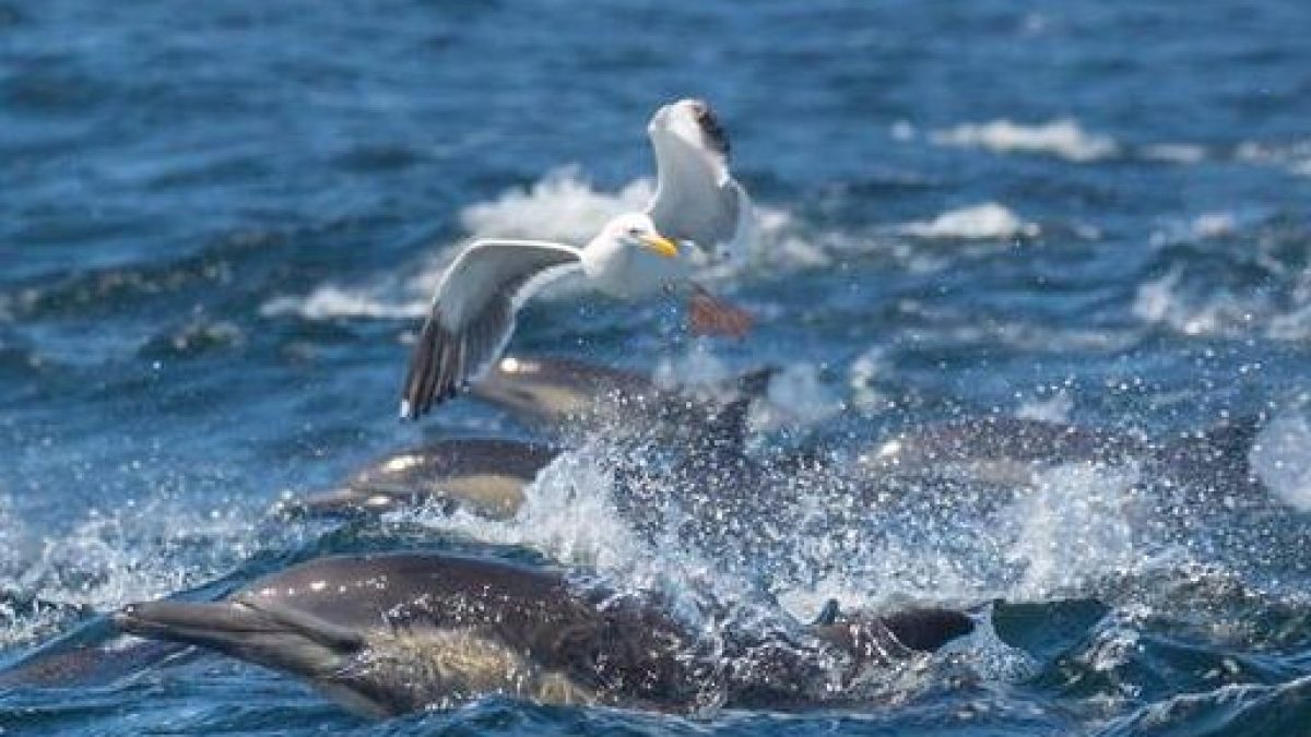 a bird swimming in water among dolphins